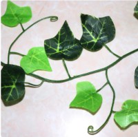 Hedera mixed leaves